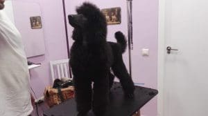 Cachorros caniche gigante