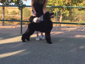 Cachorros caniche gigante