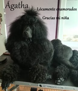 Criadores de caniche gigante