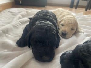 cachorros de caniche gigante