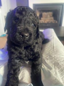 cachorros de poodle