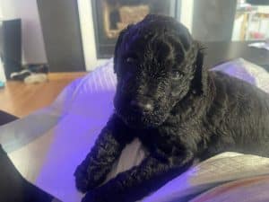 cachorros de caniche gigante