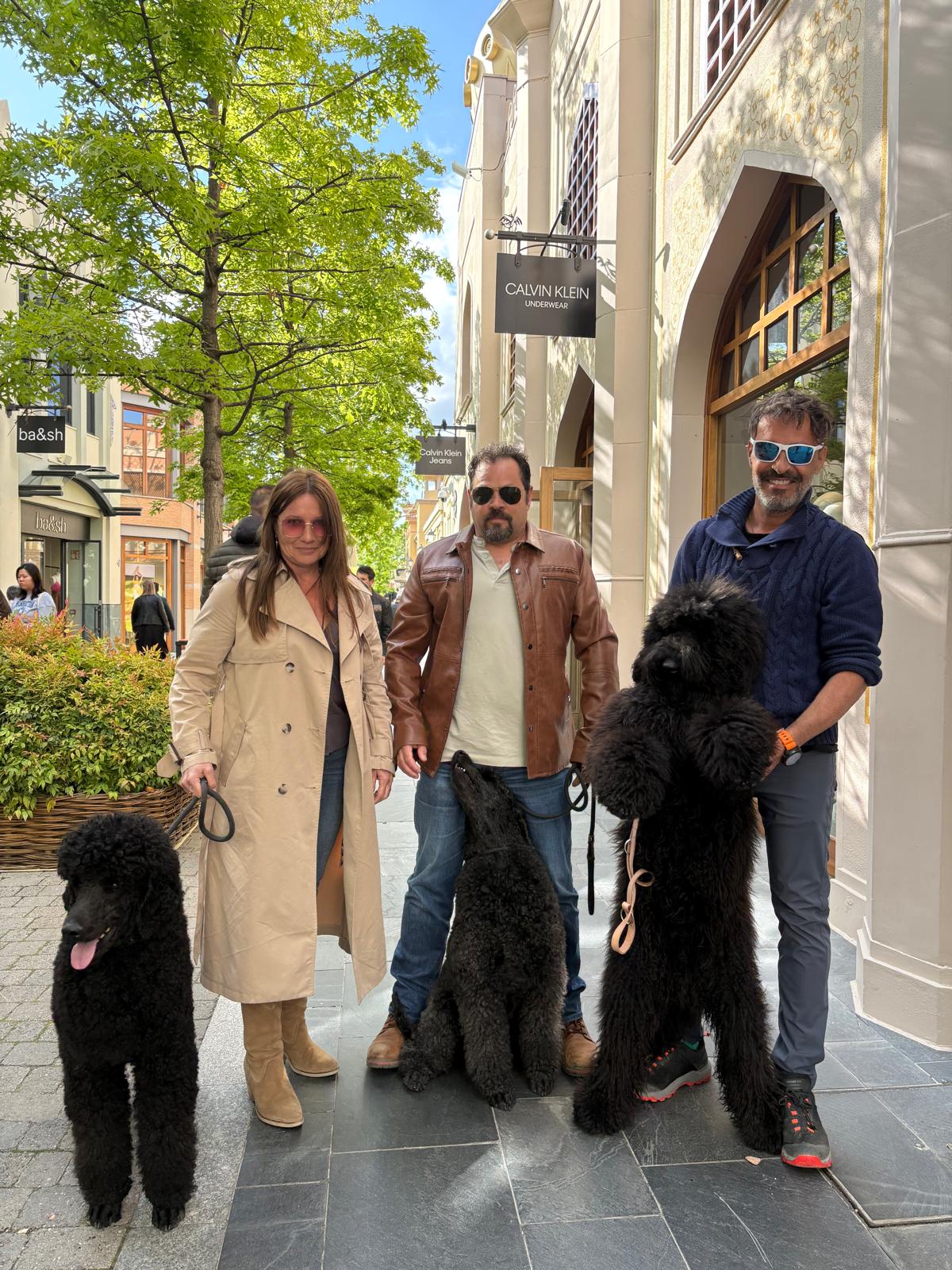 cachorros de caniche gigante