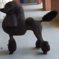 Cachorros de caniche gigante negro