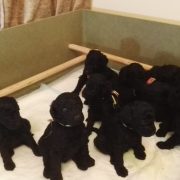 Cachorros de caniche gigante negro
