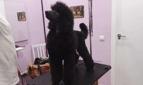 Fausto Cachorros de caniche gigante negro