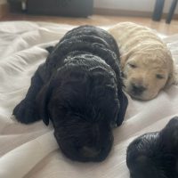 cachorros de caniche gigante
