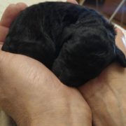 Cachorros de caniche gigante negro