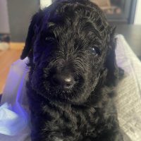 cachorros de caniche gigante